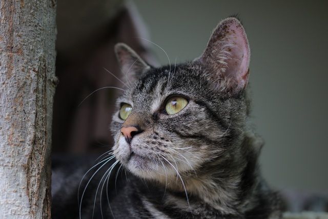 Linus