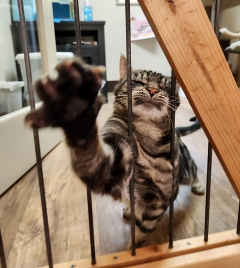 Linus