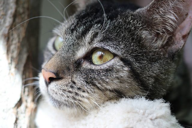 Linus