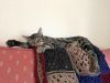 Linus photo 6