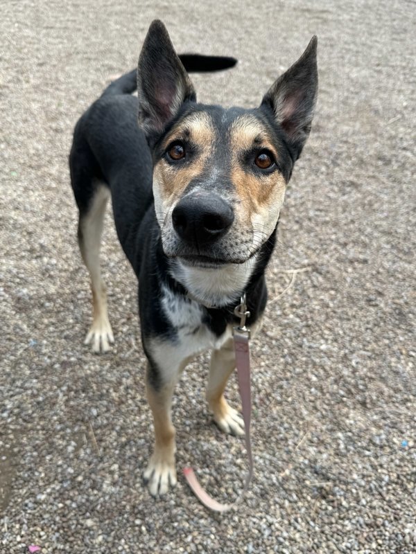 Lando, an adoptable Mixed Breed in Great Falls, MT, 59405 | Photo Image 1