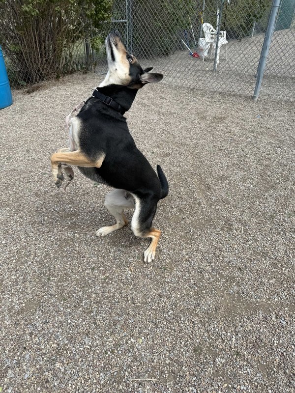 Lando, an adoptable Mixed Breed in Great Falls, MT, 59405 | Photo Image 2