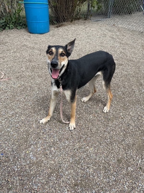 Lando, an adoptable Mixed Breed in Great Falls, MT, 59405 | Photo Image 3