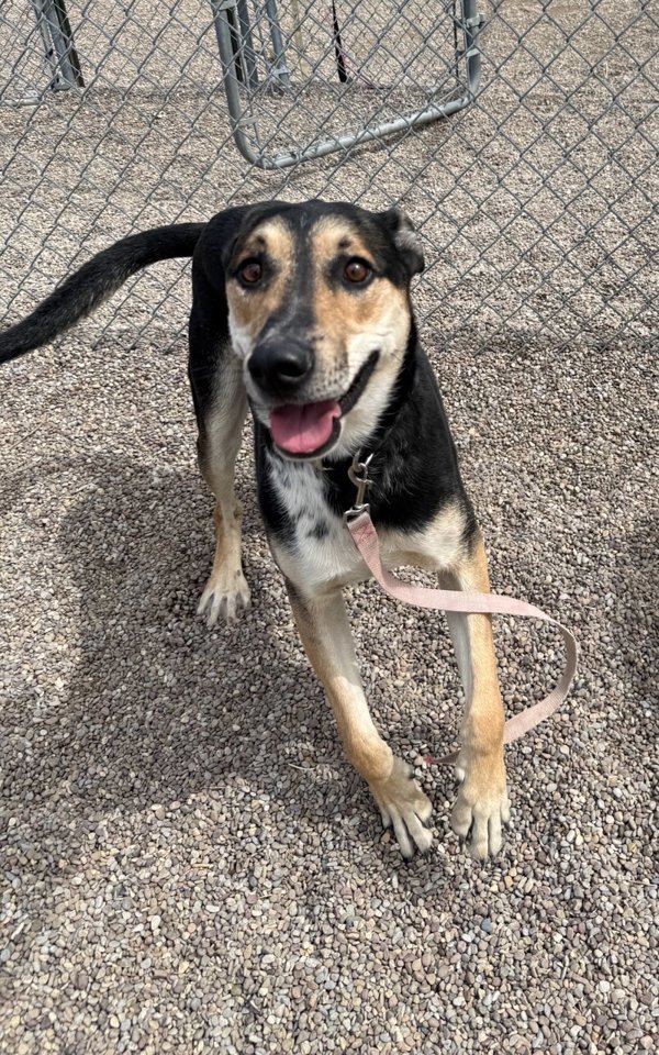 Lando, an adoptable Mixed Breed in Great Falls, MT, 59405 | Photo Image 4
