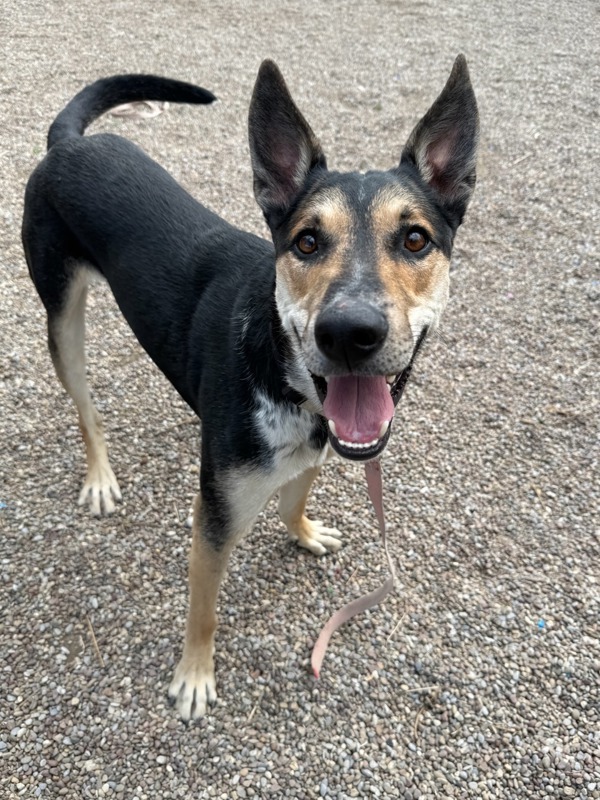 Lando, an adoptable Mixed Breed in Great Falls, MT, 59405 | Photo Image 5