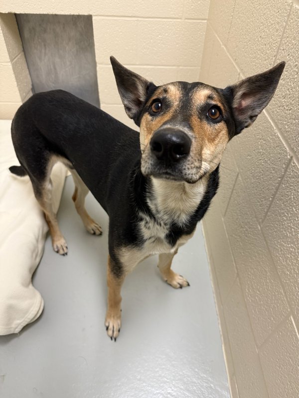 Lando, an adoptable Mixed Breed in Great Falls, MT, 59405 | Photo Image 6