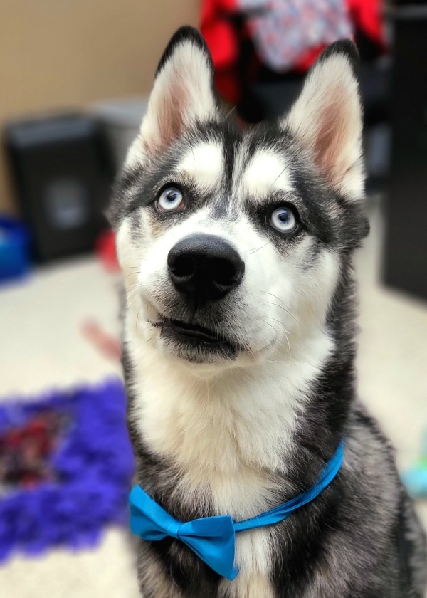 Gideon 38912, an adoptable Siberian Husky in Pocatello, ID, 83205 | Photo Image 1