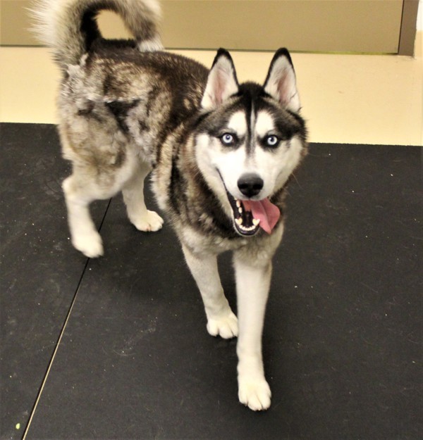 Gideon 38912, an adoptable Siberian Husky in Pocatello, ID, 83205 | Photo Image 2