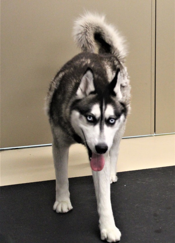 Gideon 38912, an adoptable Siberian Husky in Pocatello, ID, 83205 | Photo Image 3