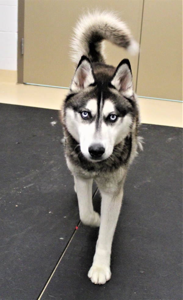 Gideon 38912, an adoptable Siberian Husky in Pocatello, ID, 83205 | Photo Image 4