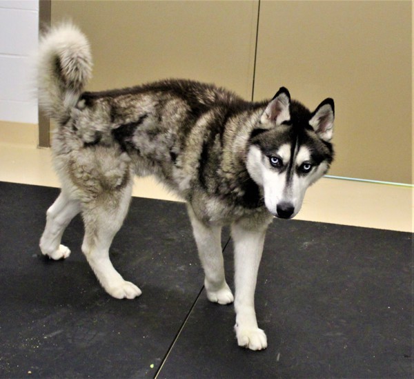 Gideon 38912, an adoptable Siberian Husky in Pocatello, ID, 83205 | Photo Image 5