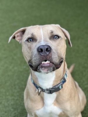 Finch, Young Male Pit Bull Terrier