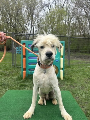 Shaggy