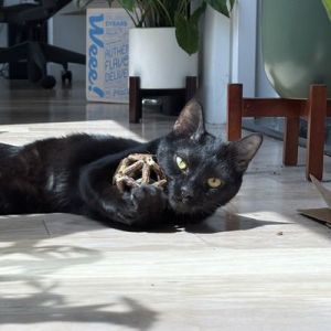 Meet Peach an active and affectionate boy Despite the serious expression on his face Peach is a t