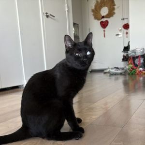 Pomelo Domestic Short Hair Cat