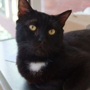 Meet Donovan a sweet lovebug and your new best friend Donovan loves to snuggle and adores being he
