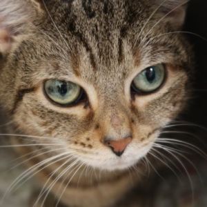 Looking for a sweet companion to embrace after a long day Gentle Greta would love to unwind with yo