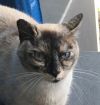 Jasmine (&amp; Sapphire) photo 1