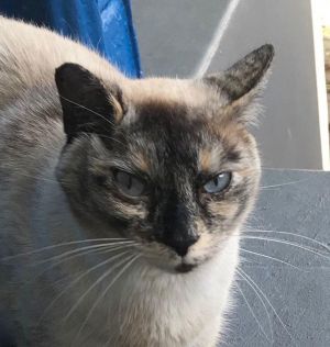 Jasmine (&amp; Sapphire), Adult Female unknown