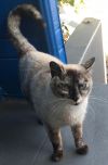 Jasmine (& Sapphire) photo 3