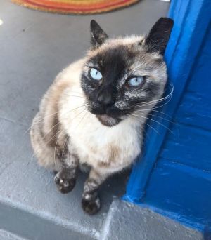 Sapphire (&amp; Jasmine), Adult Female unknown