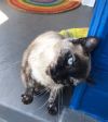 Sapphire (&amp; Jasmine) photo 3