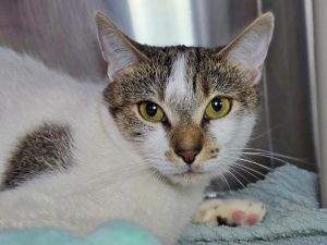 Miloni, Adult Female Domestic Short Hair