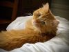 Samwise photo 1