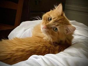 Samwise, Adult Male unknown