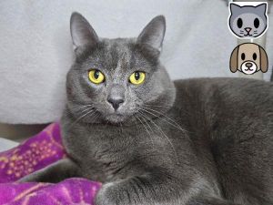Sushi, Adult Male unknown