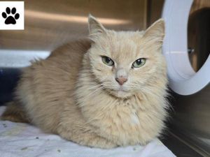 Belinda Puff, Senior Female unknown