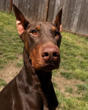 Animal Profile Hopper is an almost 3-year-old DOB 8122022 red neutered male cropped and docked 
