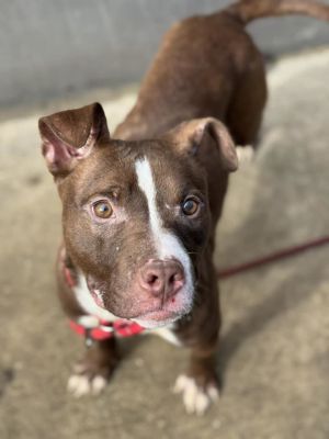 Orangelo, Young Male Pit Bull Terrier