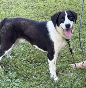 Semi: At shelter, Adult Male Border Collie