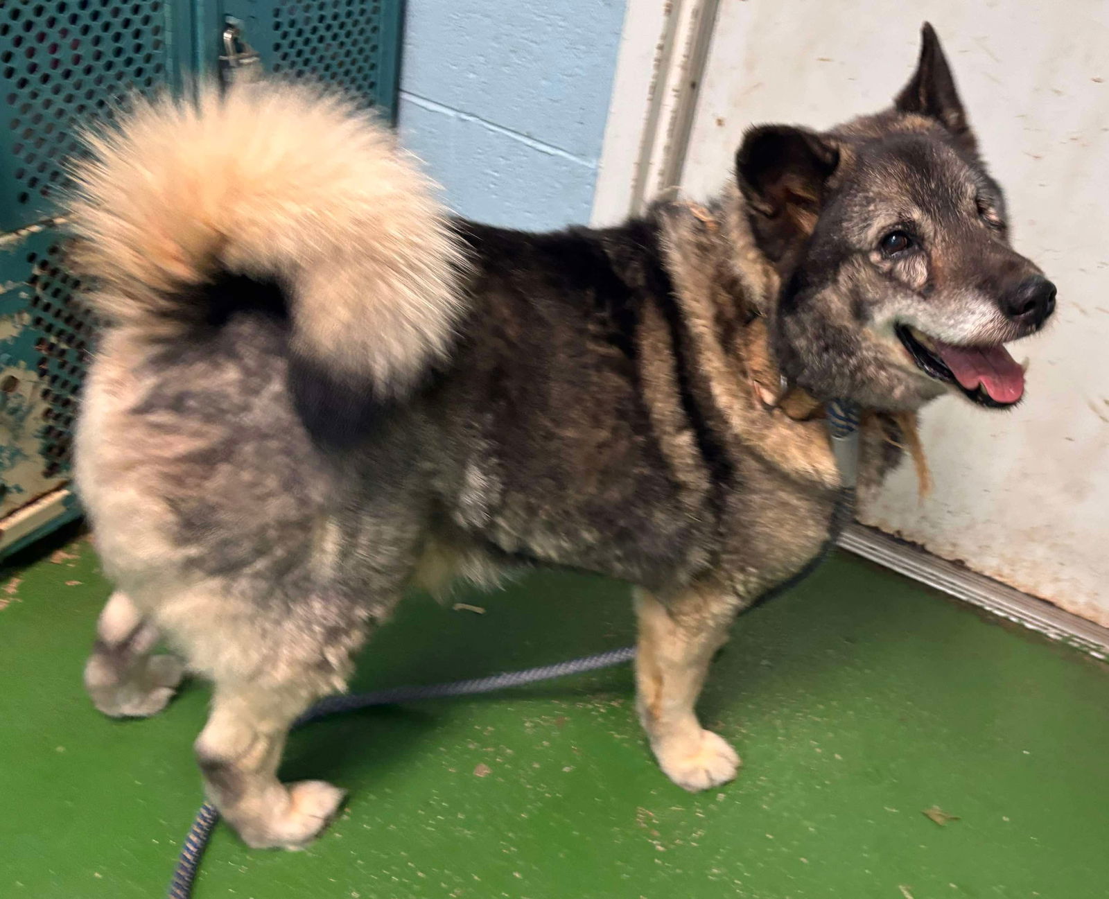 Cody: Not At shelter