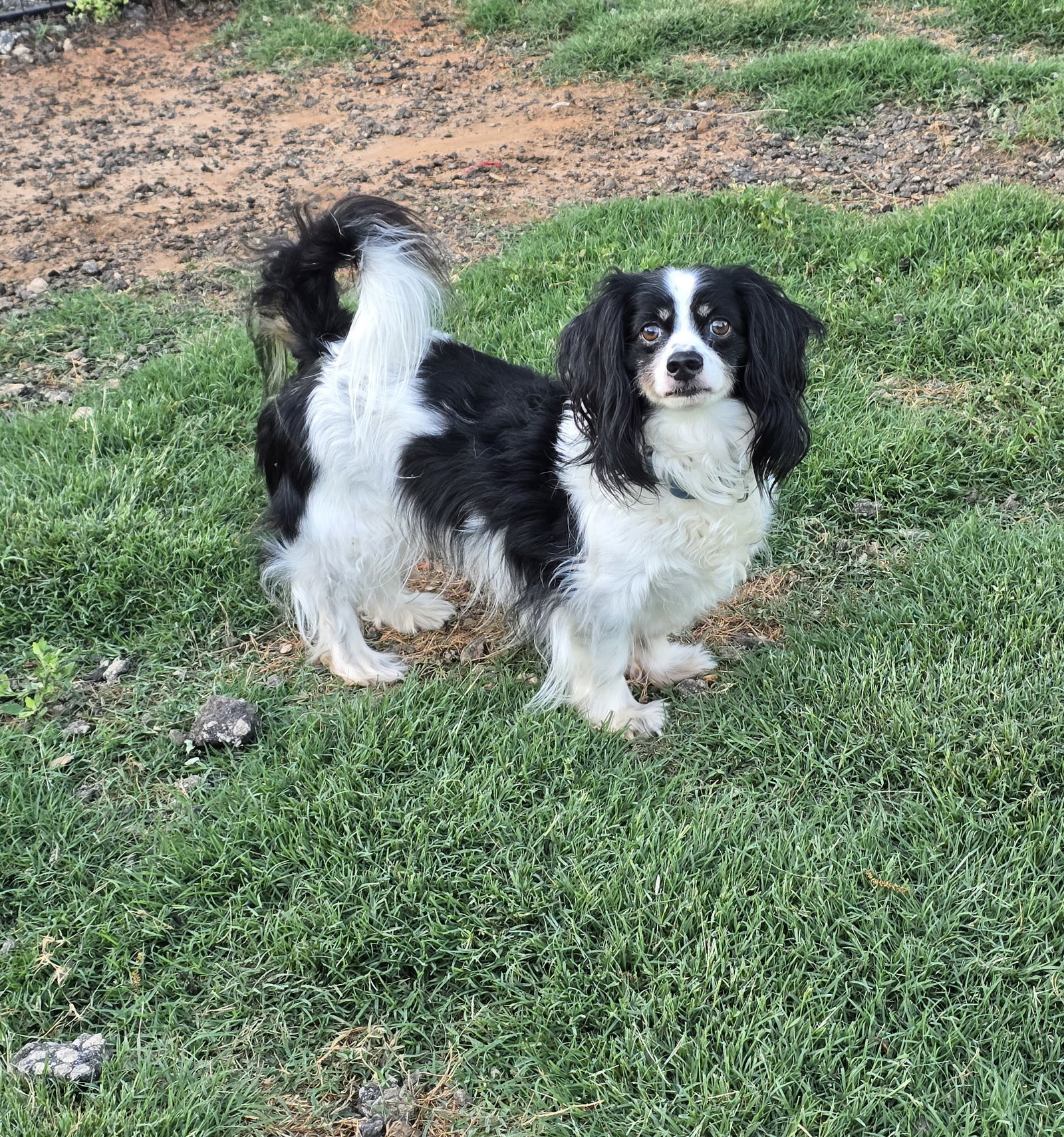 BUDDY