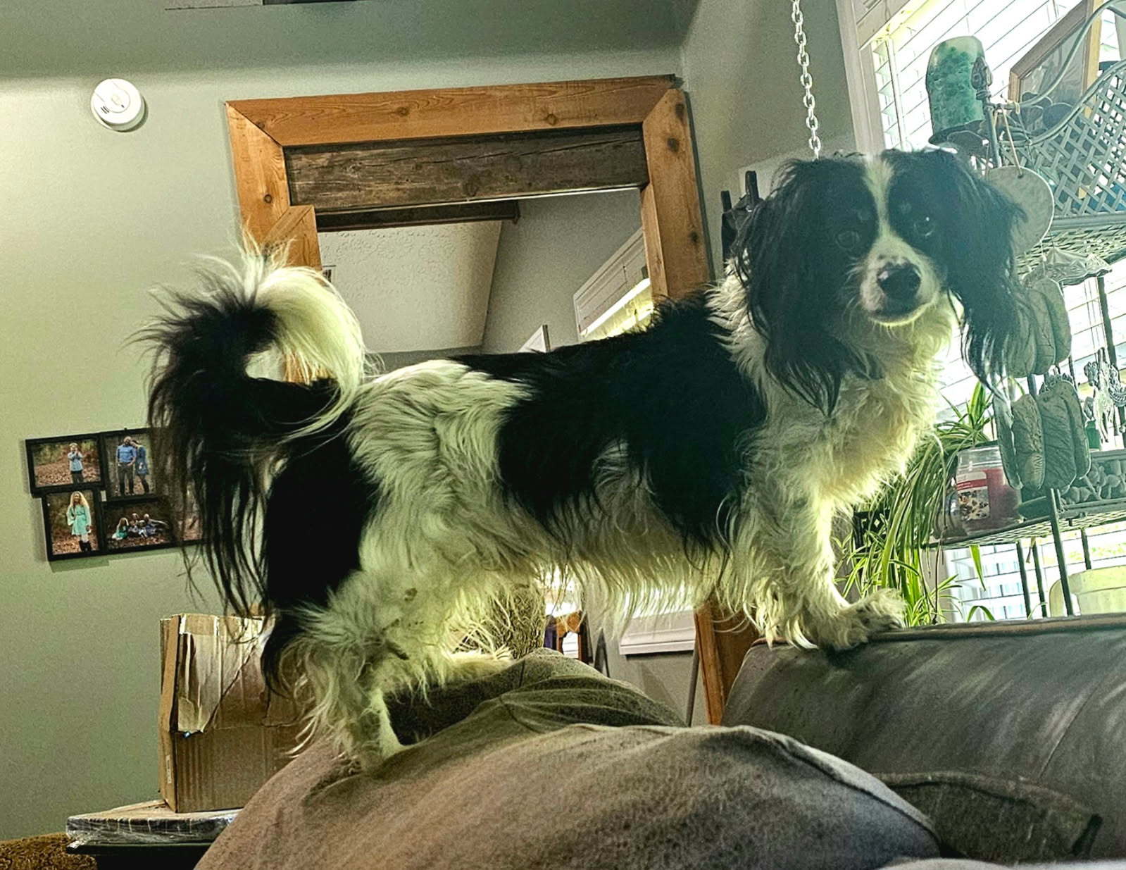 BUDDY