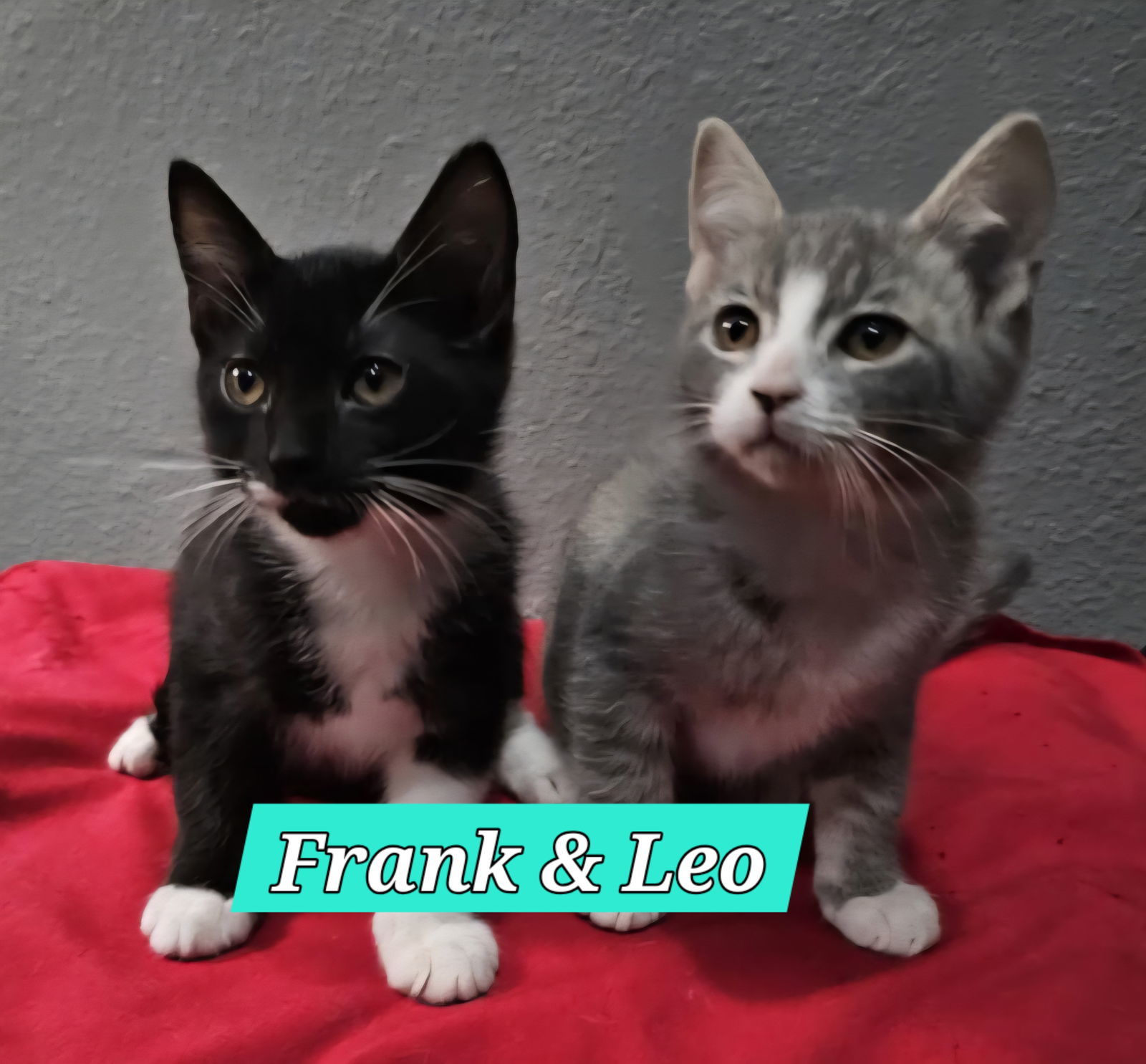 Leo