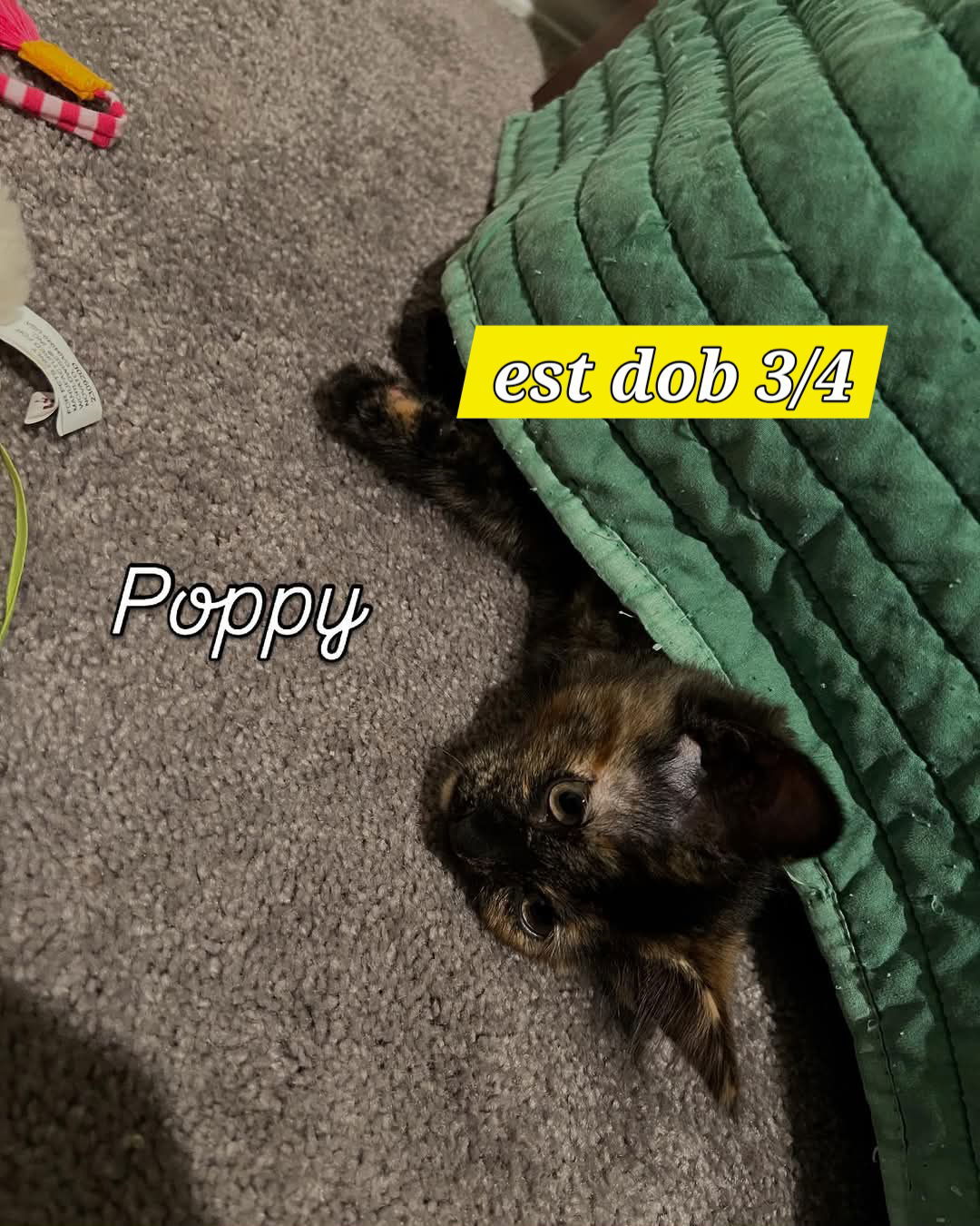 Poppy