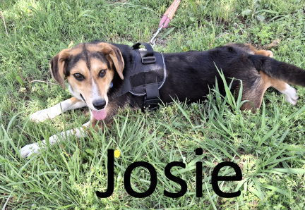 Josie