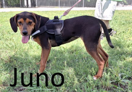 Juno