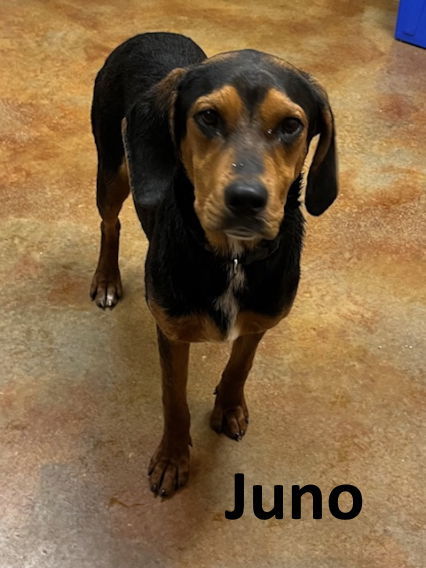 Juno