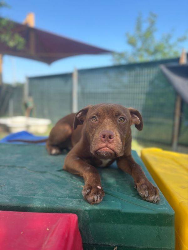 Hooch thumbnail 1