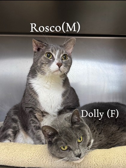 Rosco, an adoptable Domestic Short Hair in Moses Lake, WA, 98837 | Photo Image 1