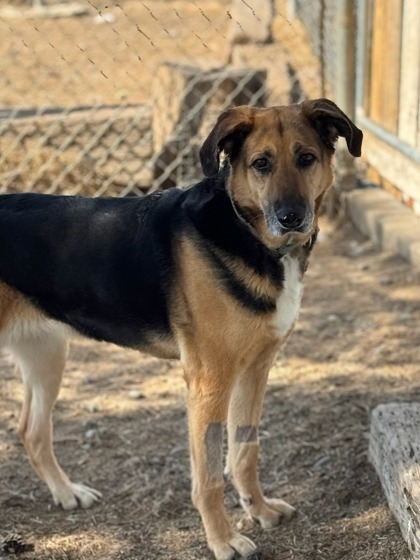 Kimber, an adoptable German Shepherd Dog, Mixed Breed in Moses Lake, WA, 98837 | Photo Image 1