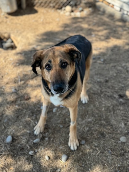 Kimber, an adoptable German Shepherd Dog, Mixed Breed in Moses Lake, WA, 98837 | Photo Image 2