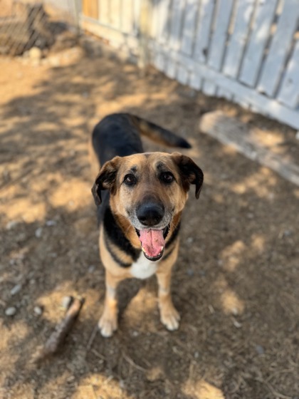 Kimber, an adoptable German Shepherd Dog, Mixed Breed in Moses Lake, WA, 98837 | Photo Image 3