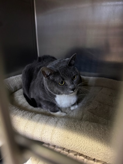 Dolly, an adoptable Domestic Short Hair in Moses Lake, WA, 98837 | Photo Image 2