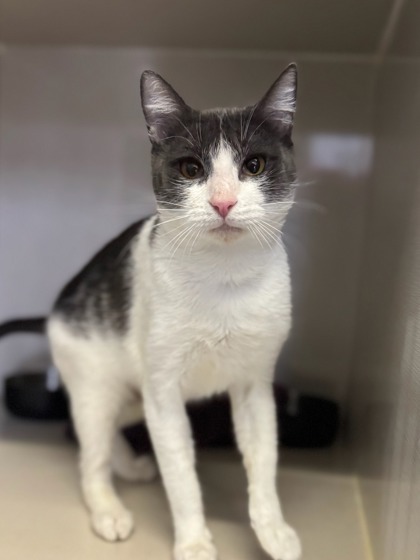 Bluey, an adoptable Domestic Short Hair in Moses Lake, WA, 98837 | Photo Image 1