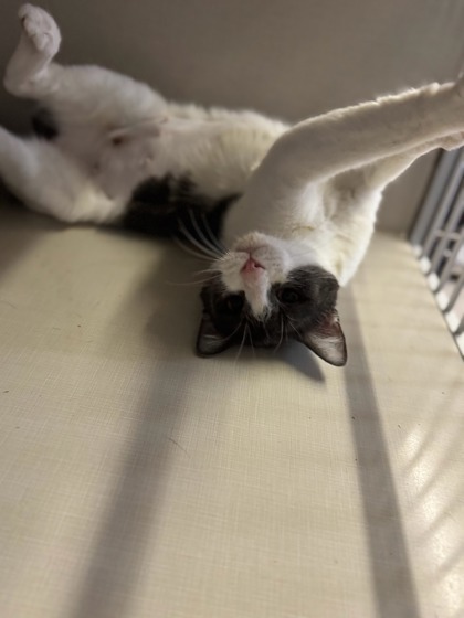 Bluey, an adoptable Domestic Short Hair in Moses Lake, WA, 98837 | Photo Image 2